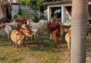 निगम की बड़ी कार्रवाई : ग्रामीण क्षेत्र से शहर में लाकर छोड़े जा रहे थे 50 मवेशी, पकड़ाया तो लगा 7700 रुपए जुर्माना
